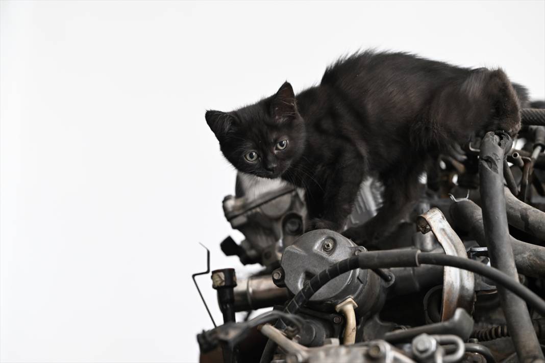Tamirhanenin yeni Çırak'ı görenlerin yüzünü güldürüyor 13